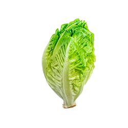baby gem lettuce