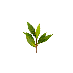 bay leaf