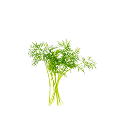 fresh dill