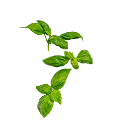 fresh basil
