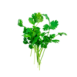 fresh coriander