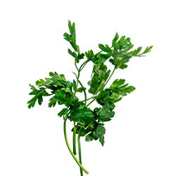 flat leaf parsley