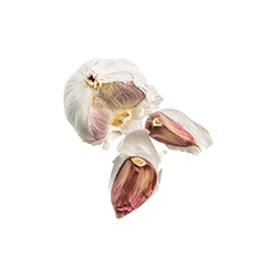 garlic
