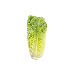 romaine lettuce