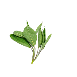 sage leaves