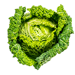 savoy cabbage