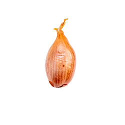 shallot