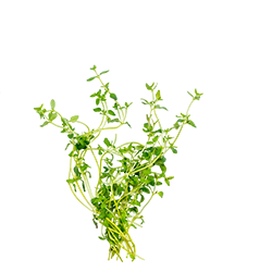 fresh thyme