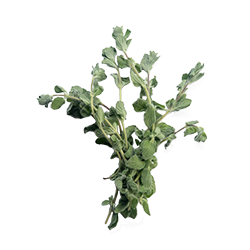 fresh oregano