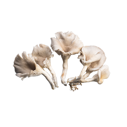 oyster mushrooms