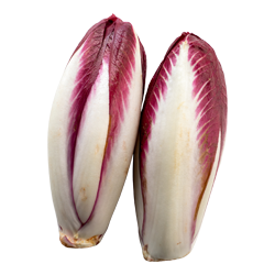 chicory